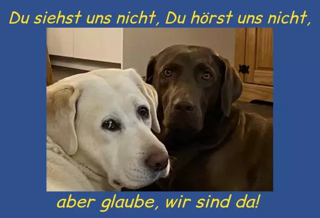 Warnschild Zutritt verboten Warnung - Zutritt verboten Hunde - Wir sind da Bild